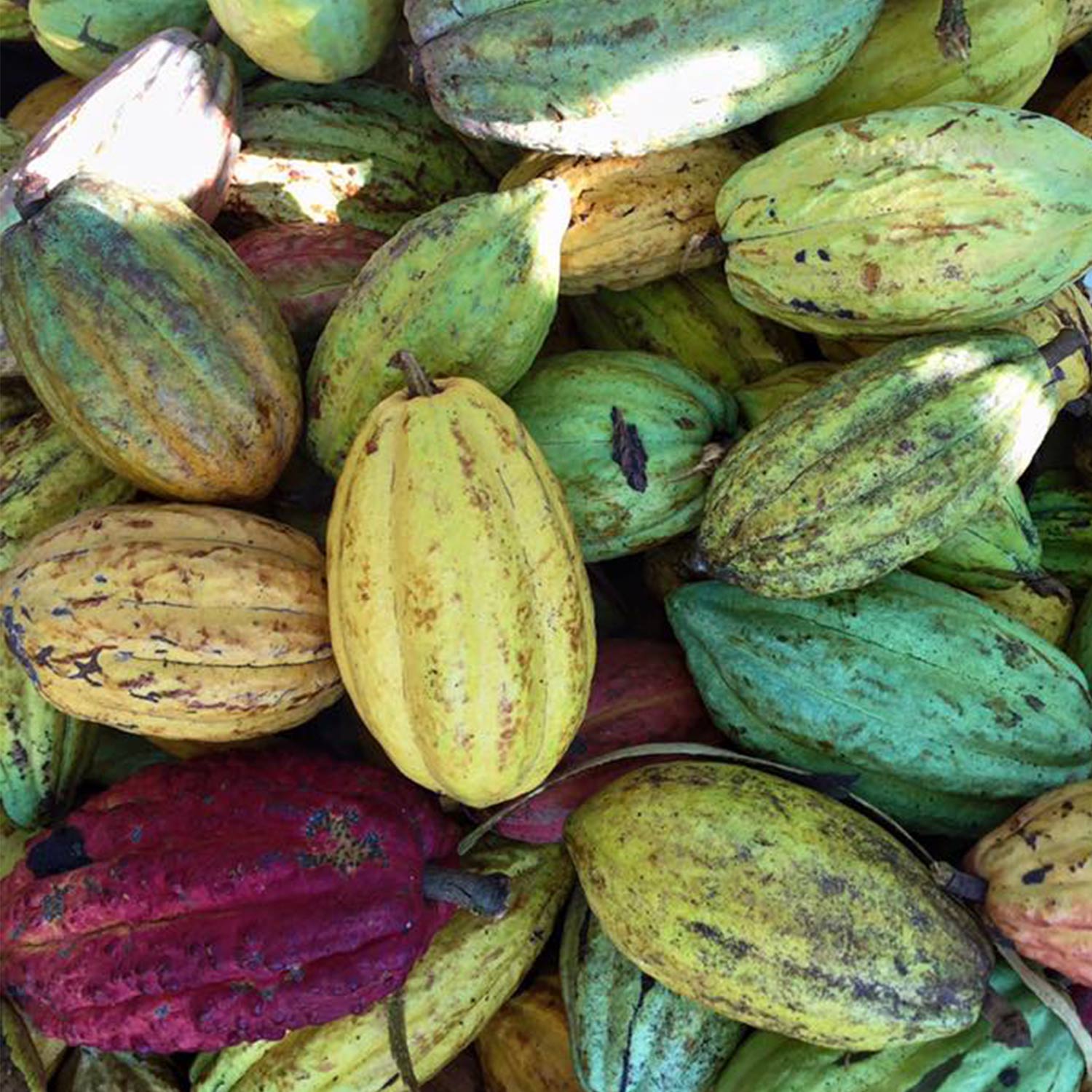 fèves de cacao